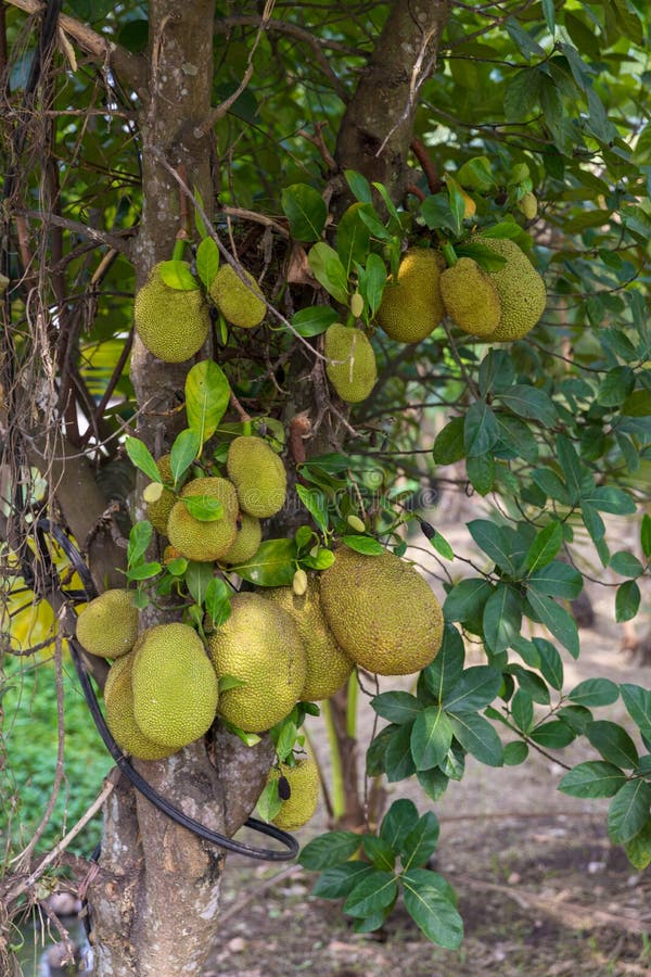 Jackfruits Fresh Fleshy Seeds with and without Outer Husks Stock Image