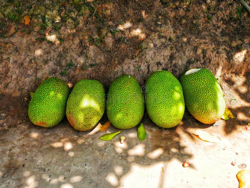 Fresh jackfruit in Vietnam stock photo. Image of tree 244206416