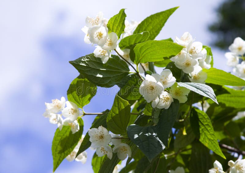 Fresh jasmine flowers stock image. Image of garden, burgeon 24701775