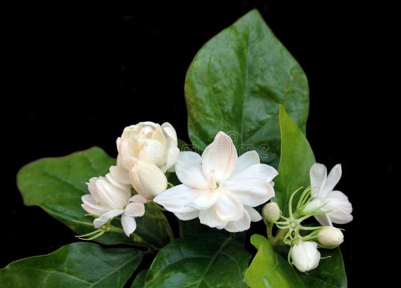 Fresh Jasmine Flowers on Black Background. Stock Image Image of