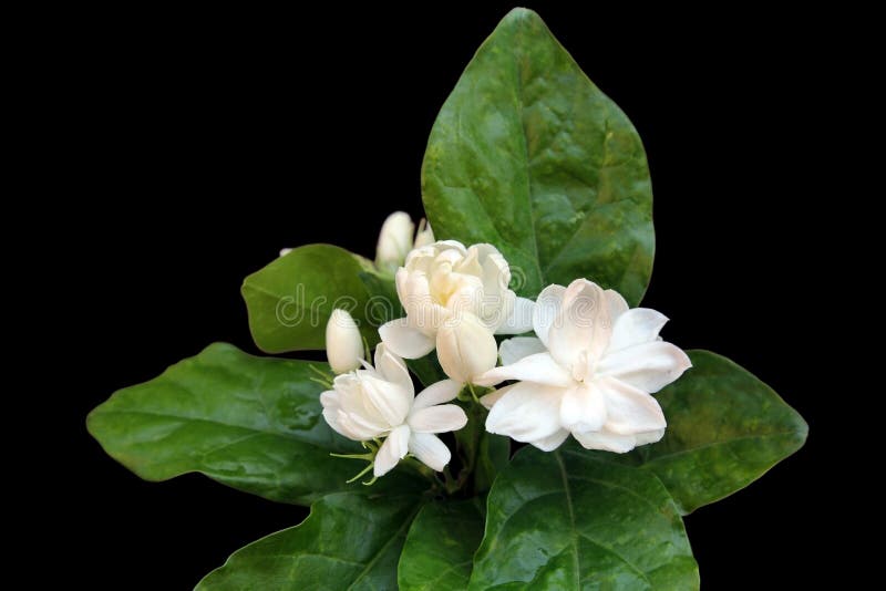 Fresh Jasmine Flowers On Black Background. Stock Image Image of leaf