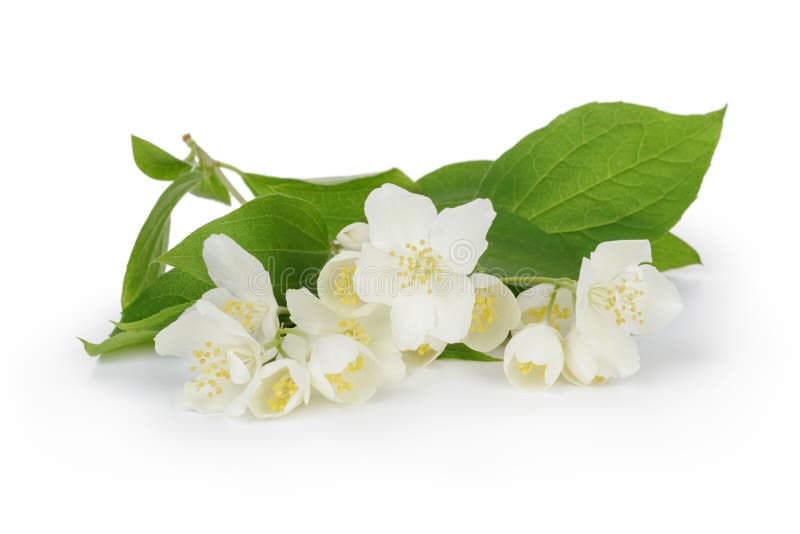 Fresh jasmine flowers stock image. Image of jasmin, celebration 41755115