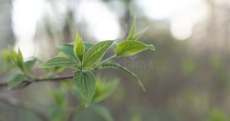 Jasmine Leaf Isolated on White Background Stock Image - Image of background, sha