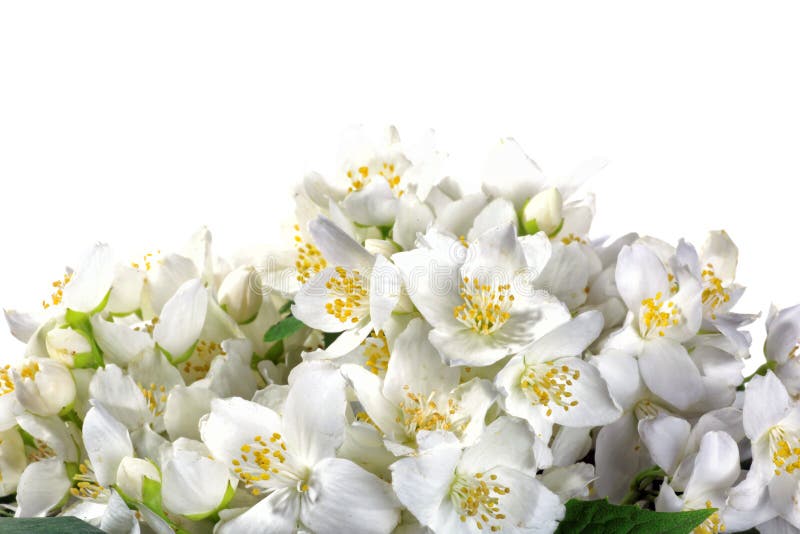 Fresh Jasmine. Summer Flower Stock Photo Image of petal, nature 23807578