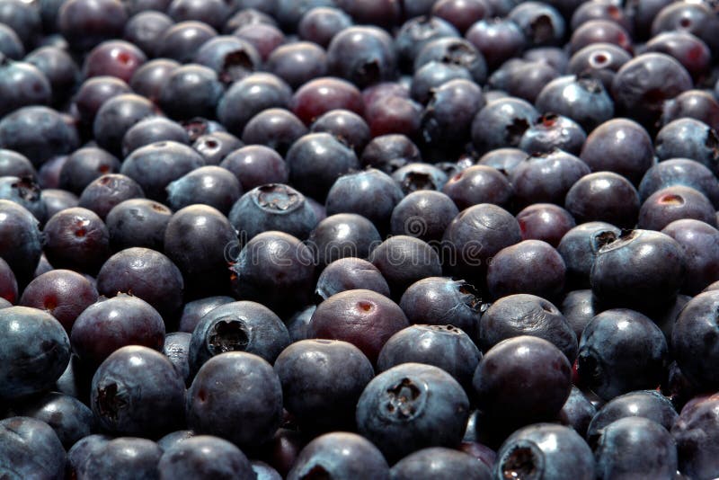 Fresh and Juicy Natural Organic Blueberries