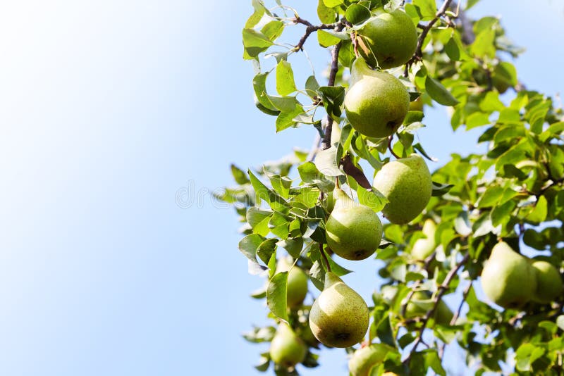 Fresh juicy pears on pear tree branch. Organic pears in natural environment.