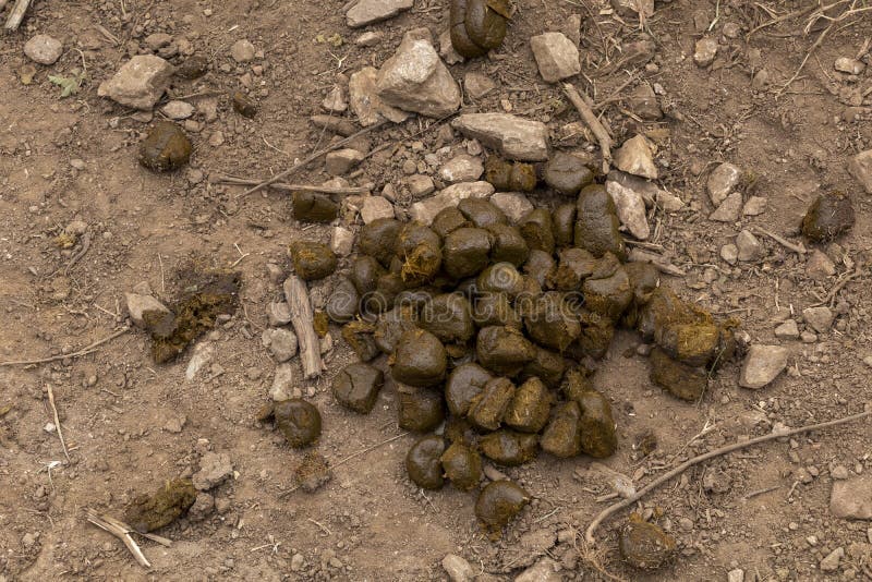 Horse shit manure pile on the organic farm. Natural background background with copy space