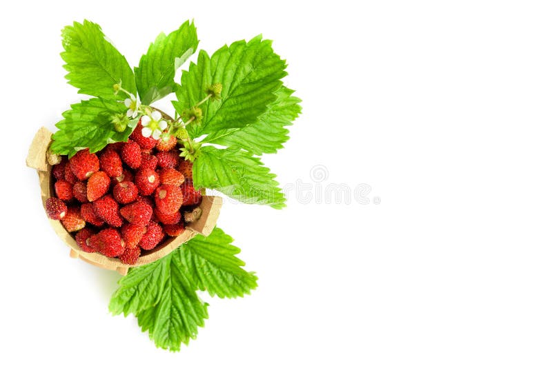 Strawberries in a wooden bucket with green flowering leaves on an isolated background.
