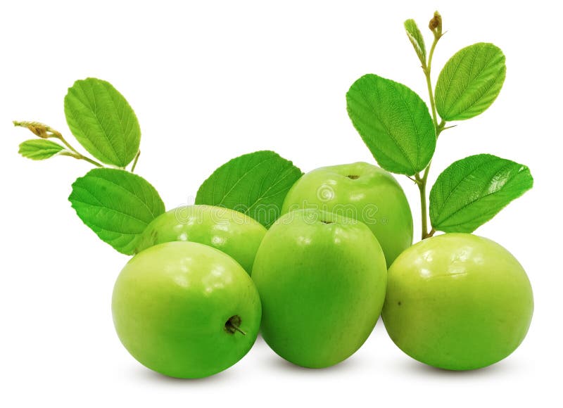 3 486 Jujube Fruit Isolated Photos Free Royalty Free Stock Photos From Dreamstime 3 486 Jujube Fruit Isolated Photos Free Royalty Free Stock Photos From Dreamstime