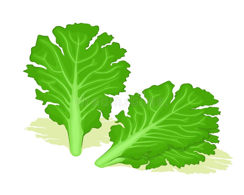 Fresh Kale stock vector. Illustration of graphic, plant - 23689857