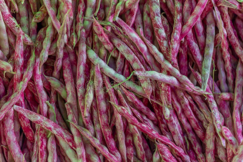 Fresh kidney bean in market bench. Close up view