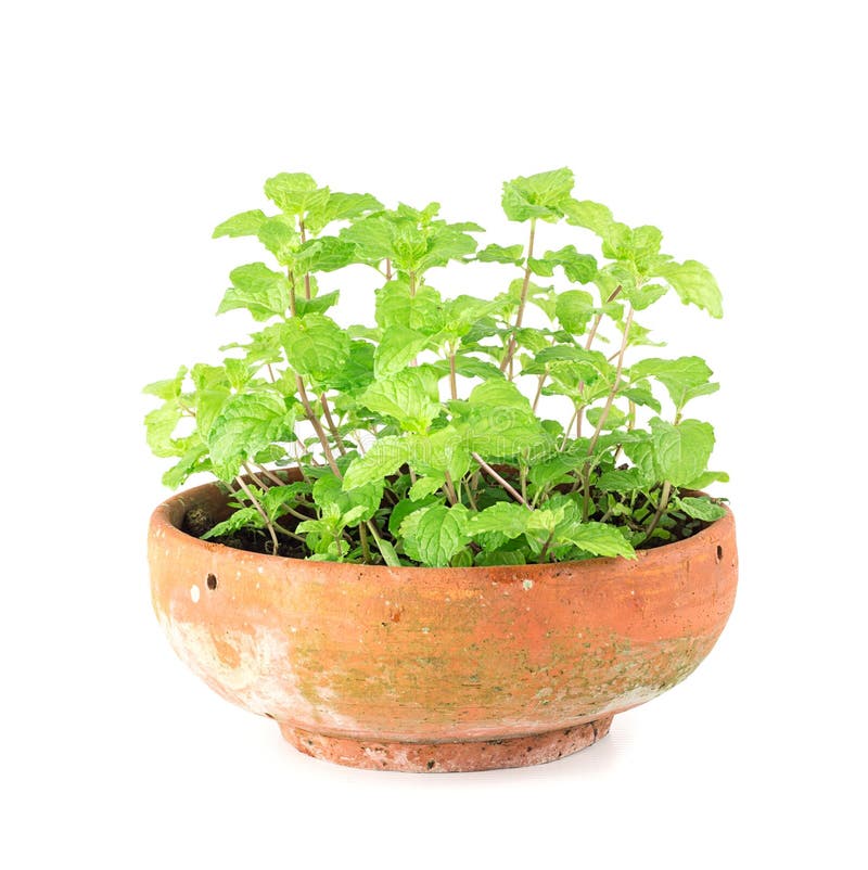 Fresh Kitchen Mint Plant in Pot Stock Image Image of nature, organic