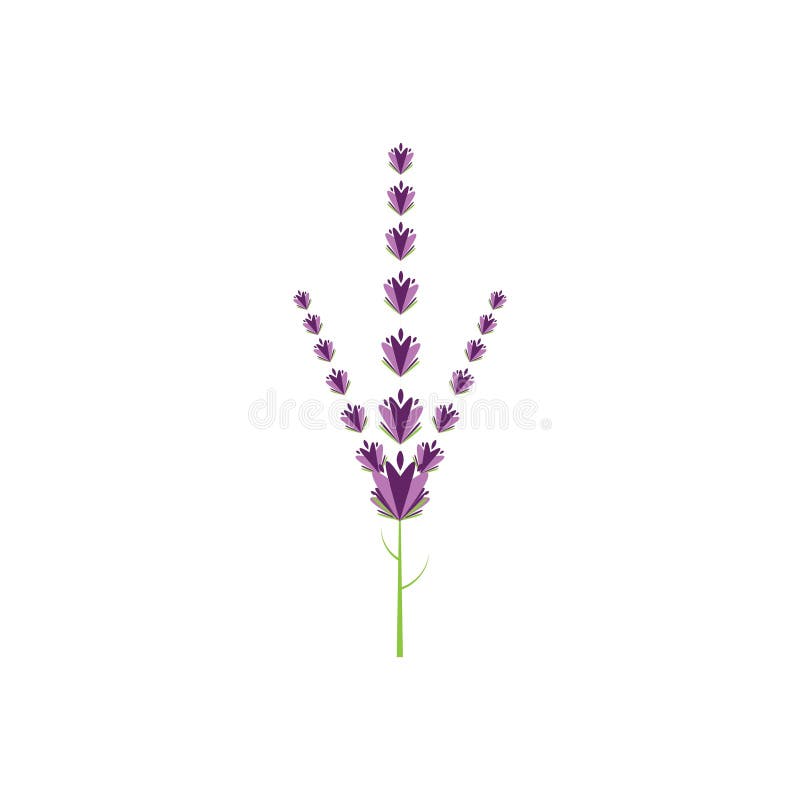 Fresh Lavender Flower Logo Vector Flat Design Stock Vector ...