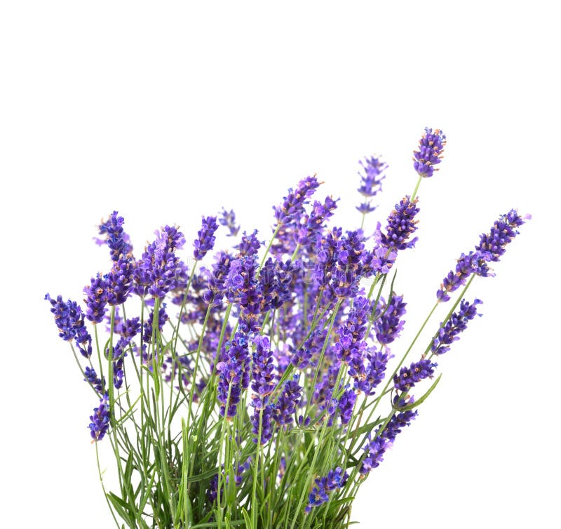 Bunch of lavender stock photo. Image of lavender, isolated - 32428504