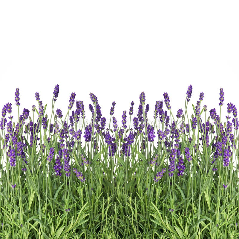 Fresh Lavender Flowers Isolated On White Stock Photo Image 31710554