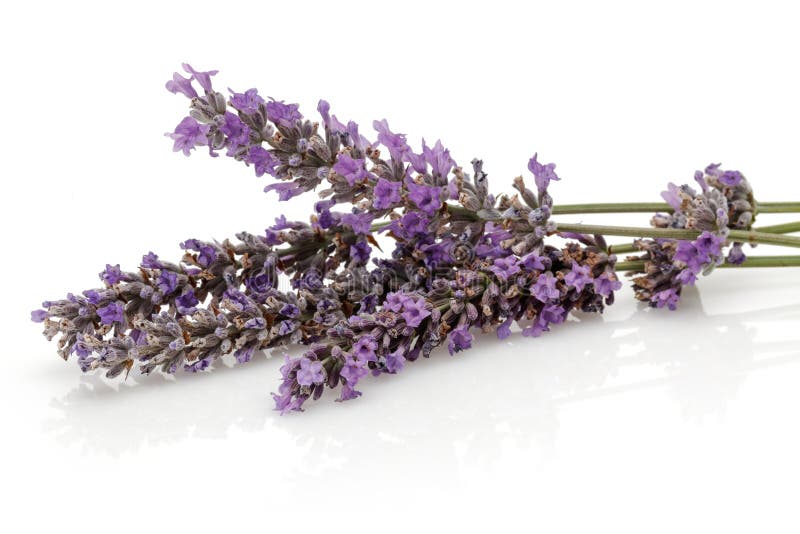 73,409 Lavender White Background Stock Photos - Free & Royalty-Free Stock  Photos from Dreamstime