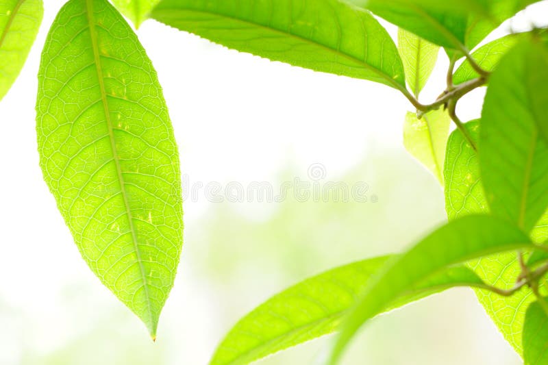 Fresh Leaves royalty free stock photo
