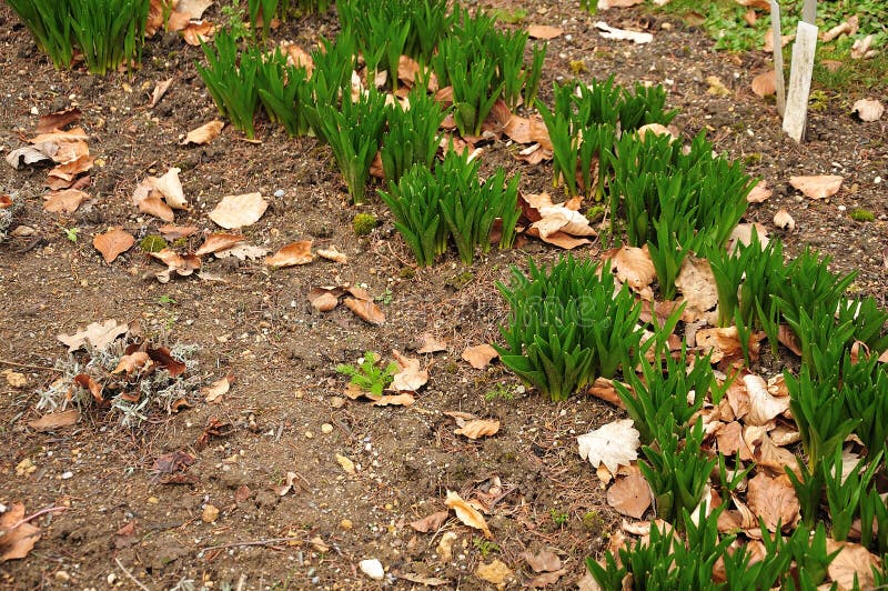 Fresh leaves of autumn crocusses in flowerbed in spring garden stock image Fresh leaves of autumn crocusses in flowerbed in spring garden stock image