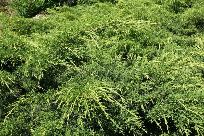 Fresh Leaves on Branches of Juniper Stock Photo Image of evergreen