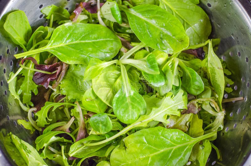 Fresh Leaves of Various Types of Salad in a Colander Stock Image Image of colander, ingredient