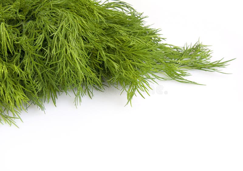 Fresh leaves of fennel stock photo. Image of spring, green 9325784
