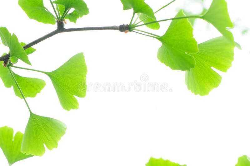 Fresh Leaves Ginkgo