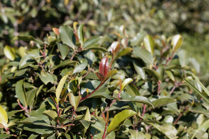 Fresh leaves of a Khat or qat bush, Catha edulis