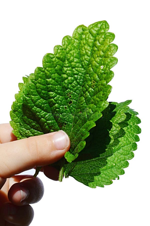 Fresh leaves of Lemon Balm herb Melissa Officinalis held in left hand of young girl, white background