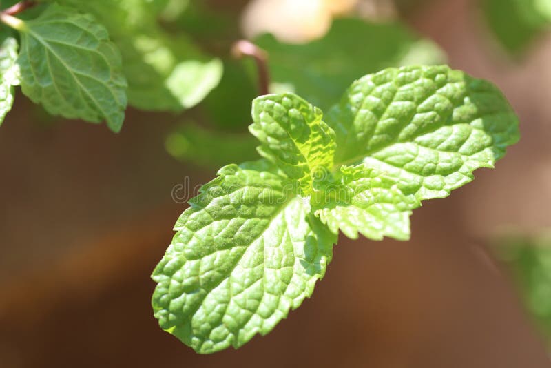 Fresh Leaves of Peppermint on Tree in the Herb Garden Stock Image