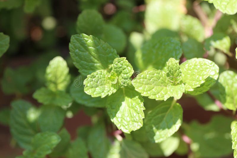 Fresh Leaves of Peppermint on Tree in the Herb Garden Stock Photo