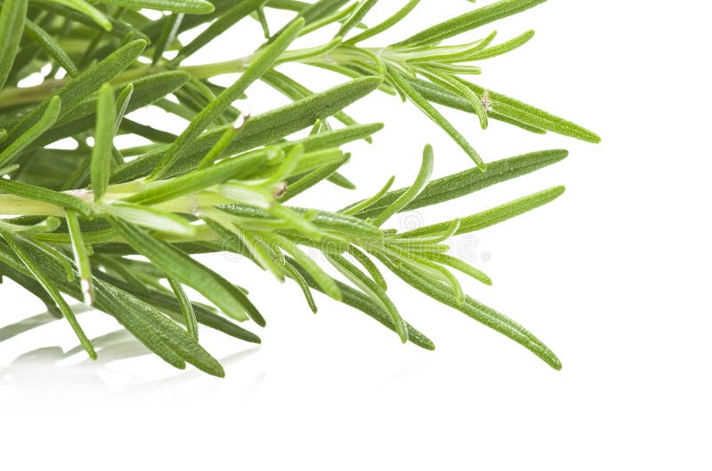 Fresh leaves of rosemary stock photo. Image of ingredients 32009346