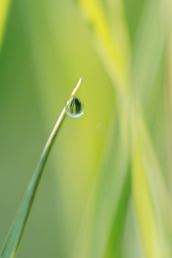 Fresh leaves with water drops