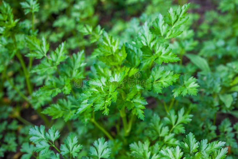 Fresh Leaves of Young Parsley, Green Vegetable Stock Photo Image of