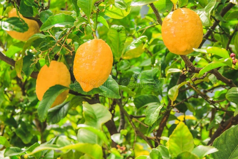 Fresh Lemon Fruit Tree Growing in Mallorca, Spain Stock Image Image