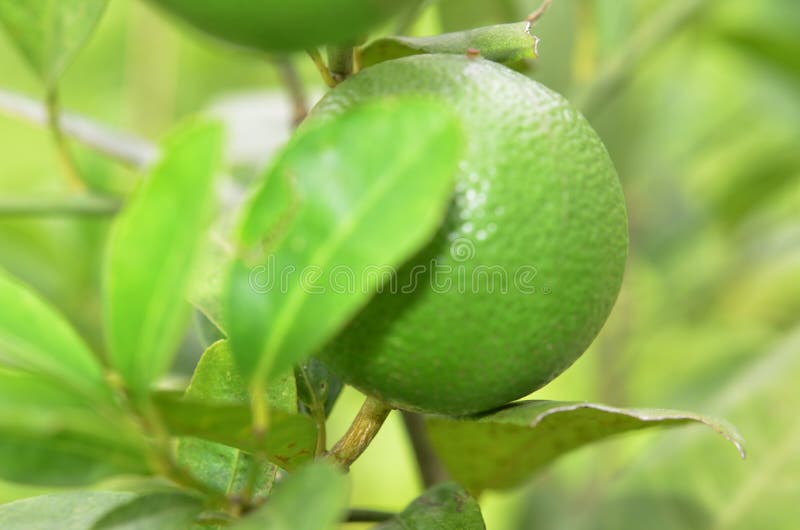 Fresh Lemon in the Garden, Closeup Stock Photo Image of beautiful