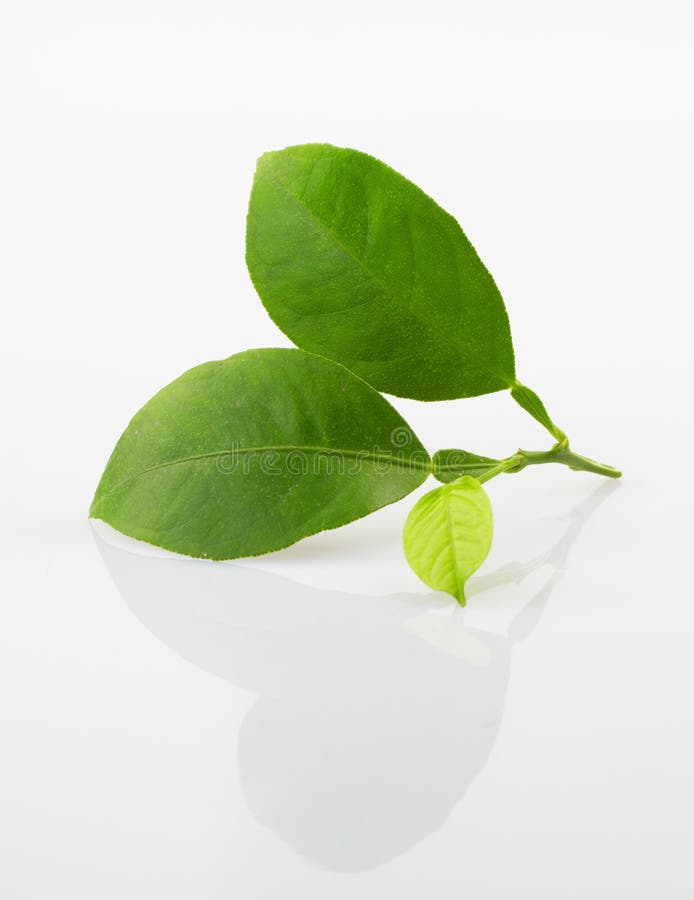 Fresh lemon leaves