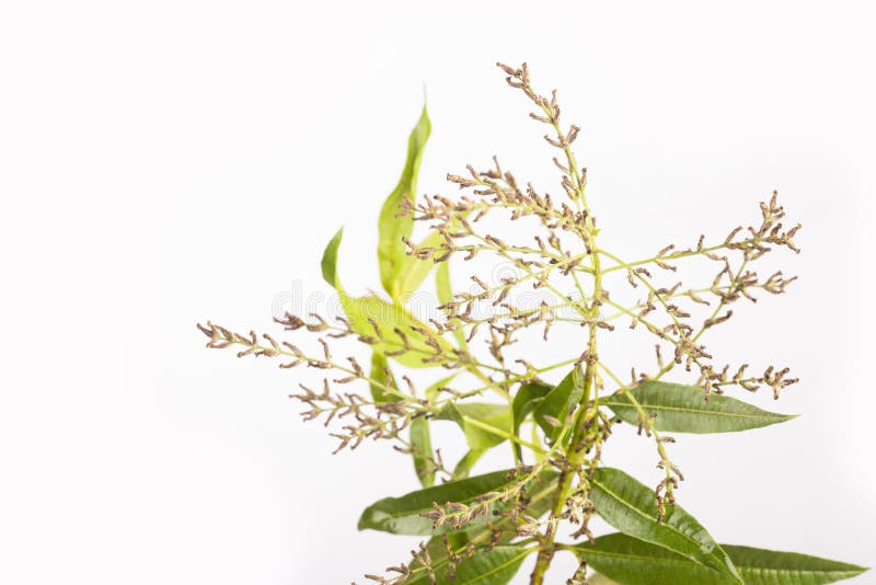 Images Of Lemon Verbena Alousia Trifolia / Lemon Verbena Plant Fresh Leaves Stock Photos ...