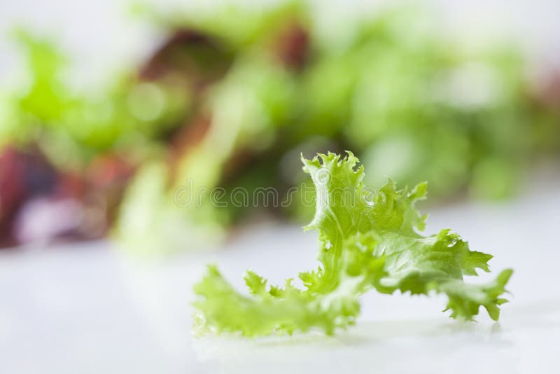 Fresh lettuce