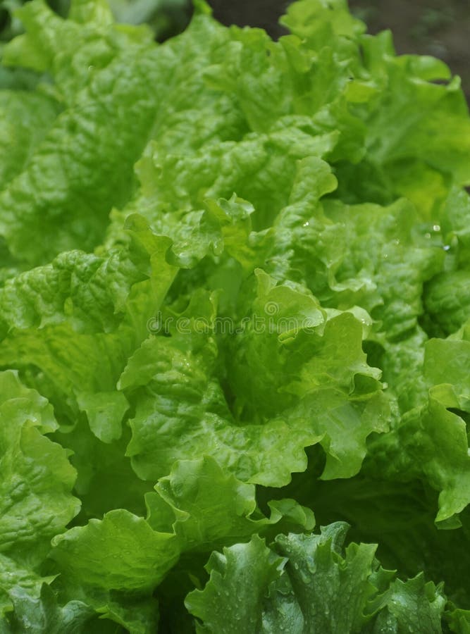 Fresh Lettuce stock photo. Image of fibrous, fibre, salad 19426754