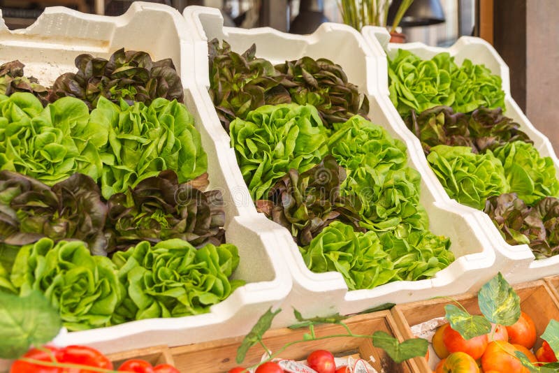 Fresh Lettuce Selling in Market Stock Image Image of vegetable