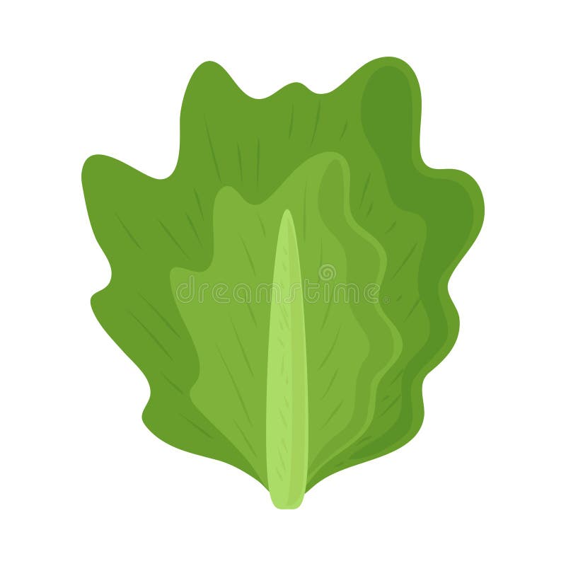 Fresh lettuce food stock illustration. Illustration of lettuce - 233729807