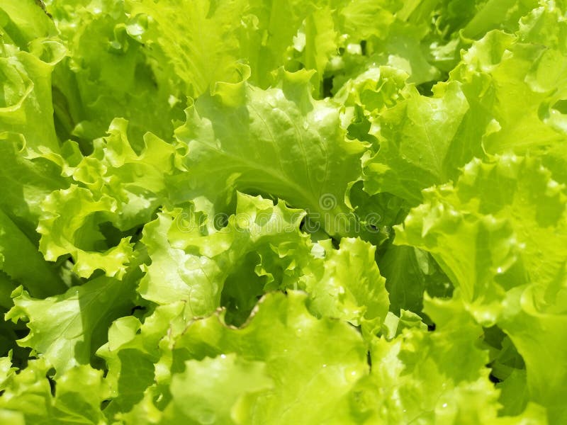 Fresh Lettuce in the Garden, Vegetable in the Farm. Stock Image Image