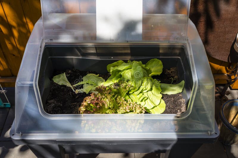 Fresh Lettuce Grows in a Home Garden in a Plastic Container, Visible