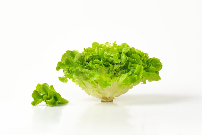 Fresh lettuce stock photo. Image of lettuce, healthy 58417108