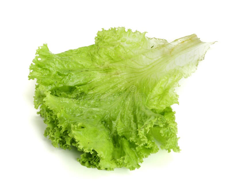 Fresh lettuce isolated on white background. Salad leaf