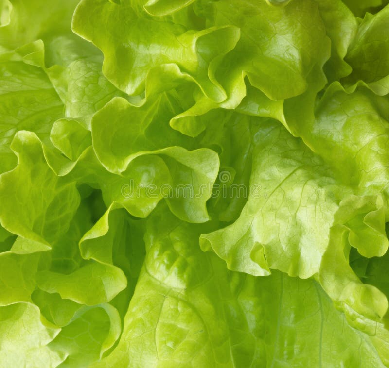 Fresh lettuce leaves. stock image. Image of leaf, ration 61197093