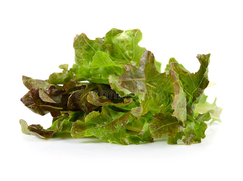 Fresh Lettuce Leaves Isolated on White Stock Photo Image of kitchen, spring 152608208
