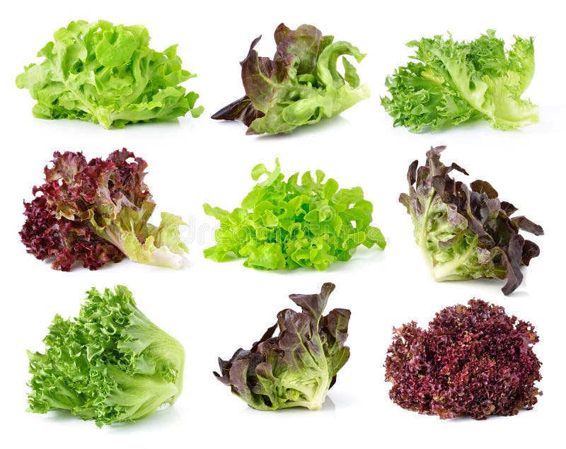 Fresh lettuce leaves stock image. Image of organic, eating 61588193