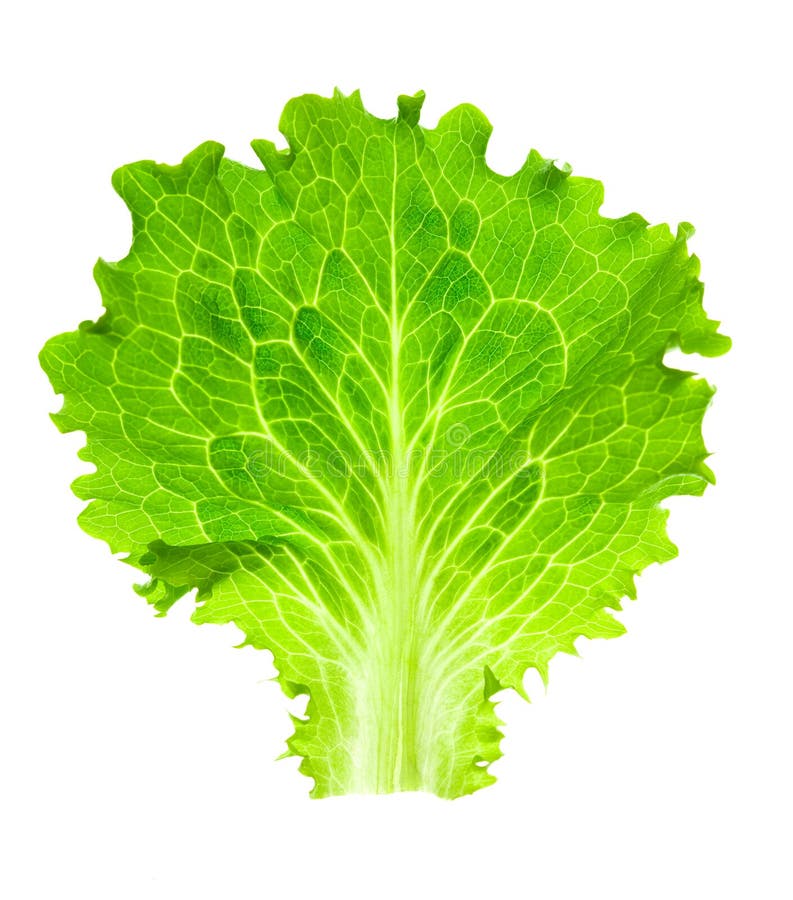 Fresh Lettuce / one leaf isolated on white