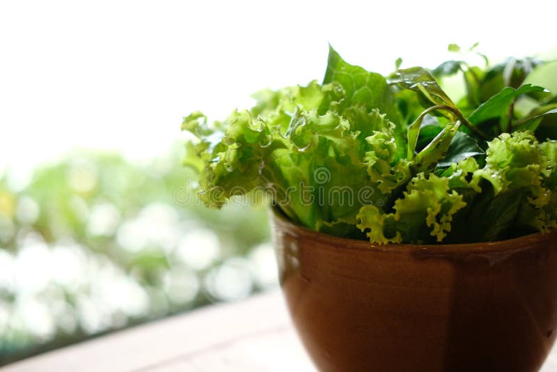 Fresh Lettuce & Raw Basil Vegetable Salad Mix in Bowl Stock Photo Image of food, ingredient